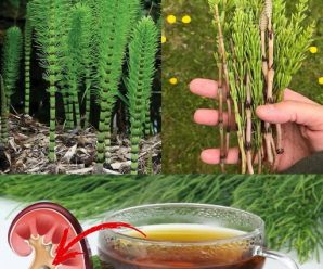 La Planta Cola de Caballo: Un Poderoso Remedio para Infecciones Urinarias, Piedras en los Riñones y Mucho Más