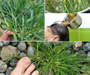 Digitaria sanguinalis o pasto de cangrejo: la inesperada planta de jardín con extraordinarios beneficios para la salud