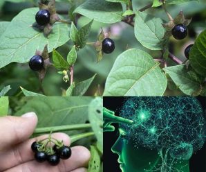 “Belladona: Beneficios, Precauciones y Cómo Usarla”
