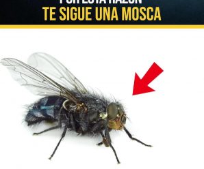 Por Esta Razón Te Sigue Una Mosca: ¿Sabías Que Las Moscas Te Persiguen Cuando…?