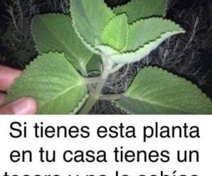 Mezcla Romero con estos ingredientes: Regenera cartílagos y más