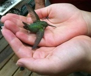 Si encuentras este animal en tu casa tiene un significado especial.
