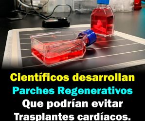 Científicos japoneses desarrollan parches regenerativos que podrían evitar trasplantes cardíacos.