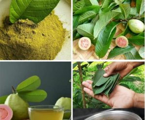 descubre todos los beneficios de la infusión de hojas de guayaba