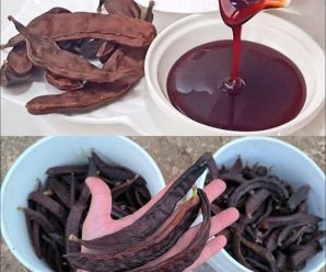 Usos Medicinales y Beneficios del Algarrobo