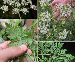 El peligro oculto de la cicuta (Conium maculatum): ¿Por qué es tan mortal y cómo reconocerla?
