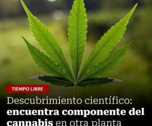 DESCUBRIMIENTO CIENTÍFICO: ENCUENTRAN UN COMPONENTE ACTIVO DEL CANNABIS EN UNA PLANTA DE BRASIL.