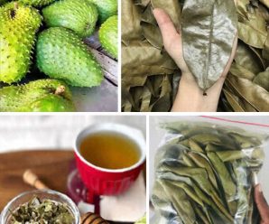 “Descubre cómo la guanábana y sus hojas ayudan en más de 20 problemas de salud: recetas, propiedades y precauciones detalladas”