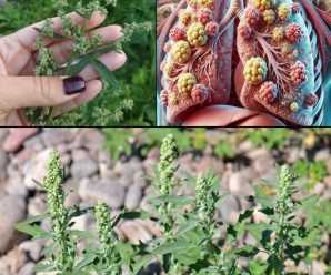 “Descubre los Beneficios del Cenizo: La Espinaca Silvestre que Fortalece tu Salud”
