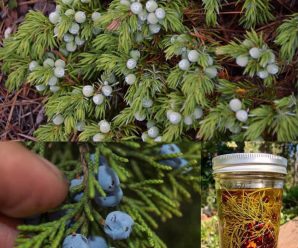 el enebro es sin duda unas de las plantas medicinales mas…