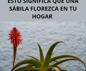 ¿Por qué Florece la Sábila? Descubre el Misterio Detrás del Aloe Vera en Flor