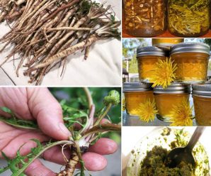 Beneficios de las raíces de diente de león que te sorprenderan mucho