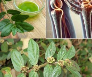 “Euphorbia Hirta: Beneficios, Recetas y Propiedades Medicinales”