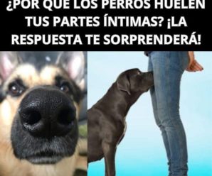 Cuando descubras la verdadera razón por la que los perros huelen las partes íntimas, te sorprenderás
