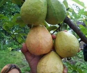 ¿Amas la guayaba? Entonces debes conocer el increíble poder oculto en sus hojas