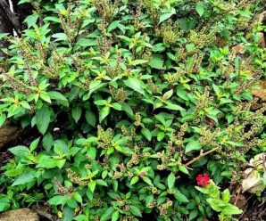 Beneficios Albahaca de clavos  • Ayuda a reducir la ansiedad y el estrés