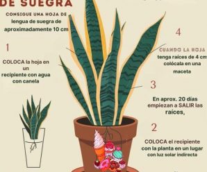 Ten al menos una de estas plantas en tu casa porque son verdaderas ‘bombas de oxígeno’