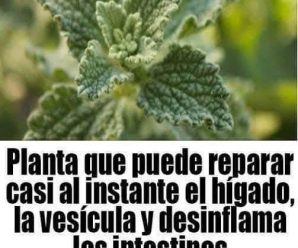 Planta que puede reparar casi al instante el hígado, la vesícula y desinflama los intestinos