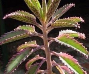 si tienes esta planta en tu hogar tienes un gran tesoro