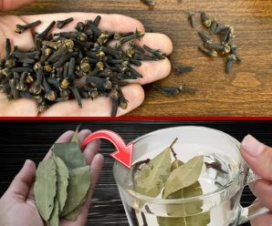 Té de Laurel y Clavo de Olor: Receta Completa, Beneficios y Consejos de Consumo