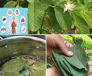 La mayoría de la gente subestima el poder de las hojas de guayaba, pero son un verdadero tesoro..