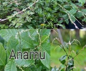Anamú: Una Planta Milagrosa Con Increíbles Propiedades Medicinales