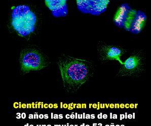 Científicos logran rejuvenecer 30 años las células de la piel de una mujer de 53 años.