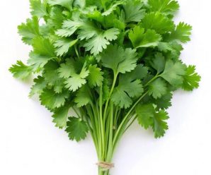 Cilantro silvestre morfina natural