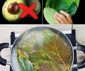 tomos aman los aguacates pero no saben lo rico que son sus hojas