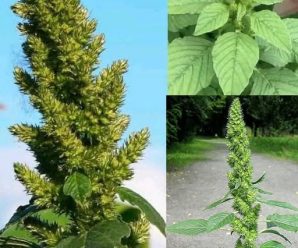 desbloquea el poder oculto de las hojas de gordolobo planta medicinal