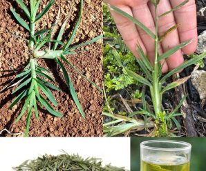 esta planta tratada como malesa en realidad tiene inmensos beneficios te hablamos de hierba pata de ganso