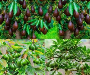 Como cultivar aguacates en casa