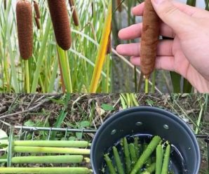 El potencial sin explotar de las espadañas: un superalimento nutritivo y de supervivencia