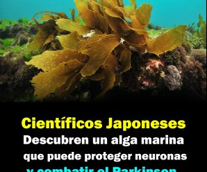 Científicos japoneses descubren un alga marina que puede proteger neuronas y combatir el Parkinson.