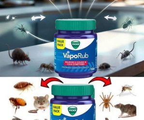 Cómo matar ratas y ratones con pasta de dientes