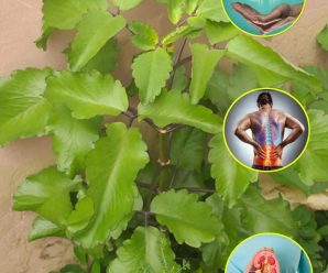 PROPIEDADES MEDICINALES DEL KALANCHOE COMO PREPARARLO