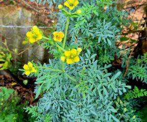 La magia de la ruda: la planta que debes tener en casa.