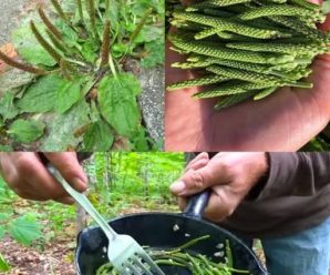 Descubre los 20 Usos del Llantén para Mejorar Tu Salud Naturalmente