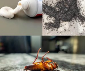Cómo eliminar cucarachas y hormigas con el truco de la pasta de dientes