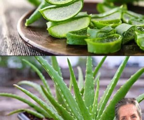 “27 Beneficios del Aloe Vera: Tu aliado natural para la salud y el bienestar”