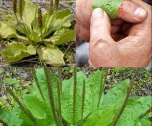 “Plátango: Descubre los sorprendentes beneficios y propiedades de esta hierba medicinal silvestre”