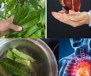 30 increíbles beneficios y usos caseros de las hojas de mango