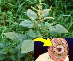 «¿Sabías que el Bledo Ayuda a Tratar Estos 10 Problemas de Salud? Aprende sus Beneficios y Recetas»