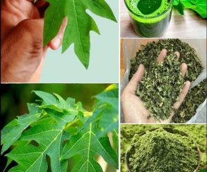“Descubre el poder secreto de las hojas de papaya: beneficios sorprendentes para tu salud y bienestar