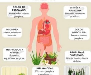 *PLANTAS MEDICINALES PARA EL BIENESTAR*