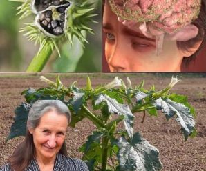 El hermoso peligro en nuestros jardines: la venenosa Datura Stramonium