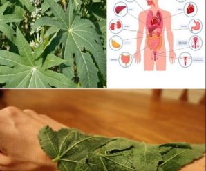 Algunos de los beneficios de las hojas y semillas de ricino