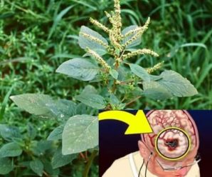 Si ves esta planta en tu jardín, ¡estás sentado sobre oro y ni siquiera lo sabes!