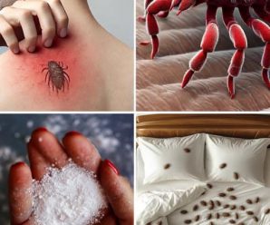 ¿El colchón está lleno de ácaros? ¡Aquí tienes el truco de la abuela para deshacerte de ellos para siempre!