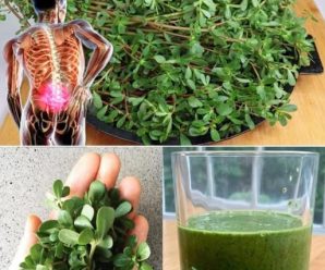 Verdolaga: el superalimento que sabe mejor que la carne – 7 razones para cultivarla en tu jardín
